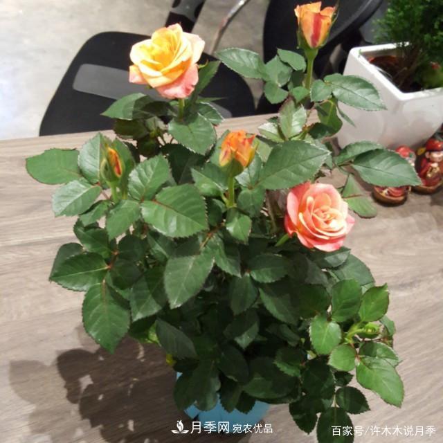 光照只有2~3小時能養(yǎng)月季嗎？這些訣竅教你在半陰處也能養(yǎng)好月季(圖4)