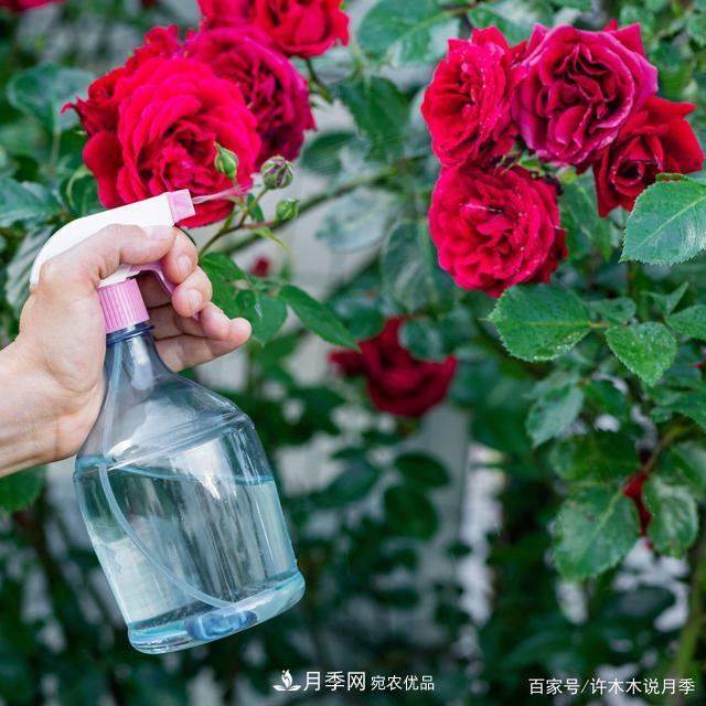 光照只有2~3小時能養(yǎng)月季嗎？這些訣竅教你在半陰處也能養(yǎng)好月季(圖5)