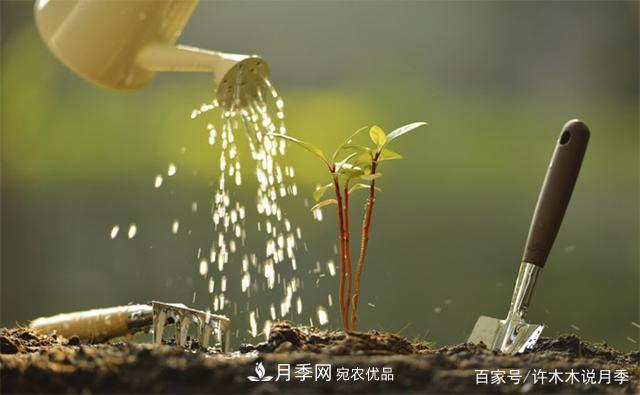 光照只有2~3小時能養(yǎng)月季嗎？這些訣竅教你在半陰處也能養(yǎng)好月季(圖7)