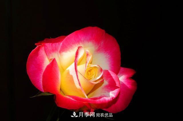 月季太美，哪一種月季的芳香，能讓你的嗅覺感到幸福？(圖7)