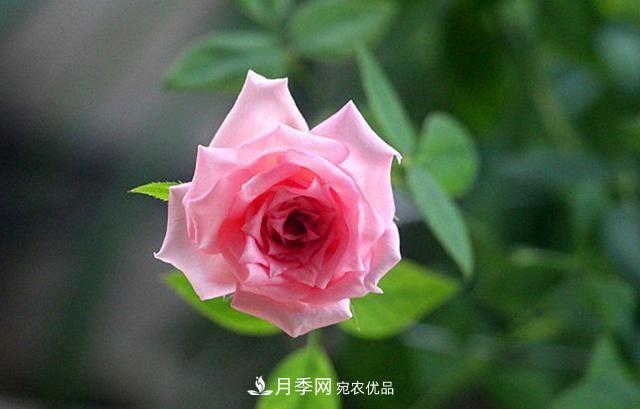 月季太美，哪一種月季的芳香，能讓你的嗅覺感到幸福？(圖6)