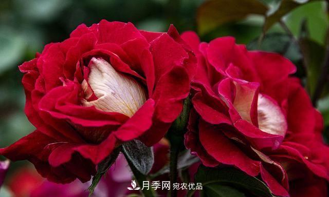 月季太美，哪一種月季的芳香，能讓你的嗅覺感到幸福？(圖5)