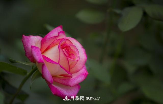月季太美，哪一種月季的芳香，能讓你的嗅覺感到幸福？(圖1)