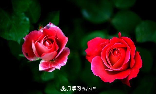 月季太美，哪一種月季的芳香，能讓你的嗅覺感到幸福？(圖2)