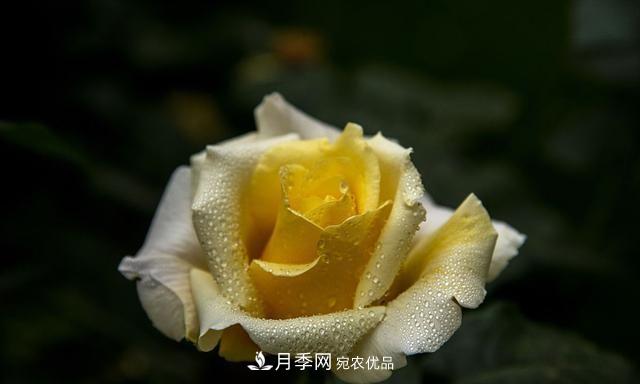 月季太美，哪一種月季的芳香，能讓你的嗅覺感到幸福？(圖3)