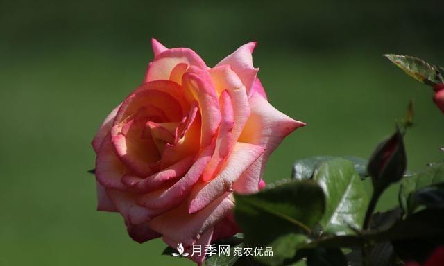 月季太美，哪一種月季的芳香，能讓你的嗅覺感到幸福？(圖4)