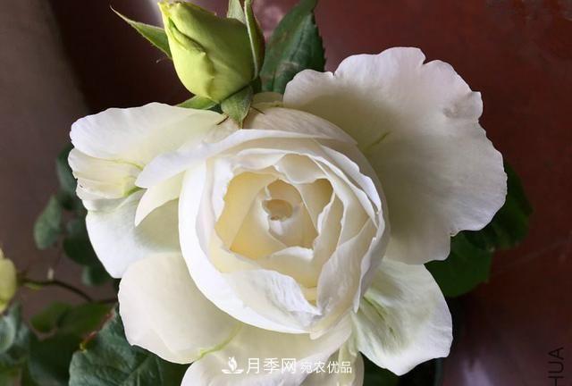 月季太美，哪一種月季的芳香，能讓你的嗅覺感到幸福？(圖8)
