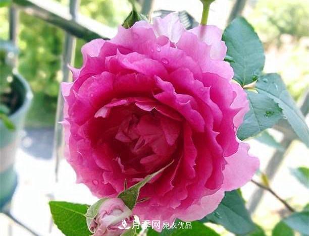月季太美，哪一種月季的芳香，能讓你的嗅覺感到幸福？(圖9)