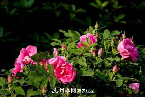 40萬(wàn)株月季繁花似錦，鄭州月季公園邀你來(lái)(圖2)