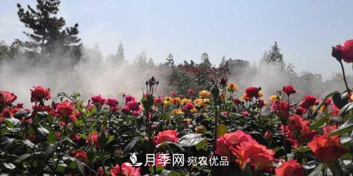40萬(wàn)株月季繁花似錦，鄭州月季公園邀你來(lái)(圖4)