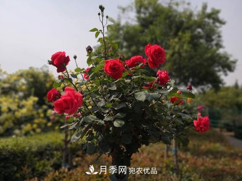 40萬(wàn)株月季繁花似錦，鄭州月季公園邀你來(lái)(圖5)