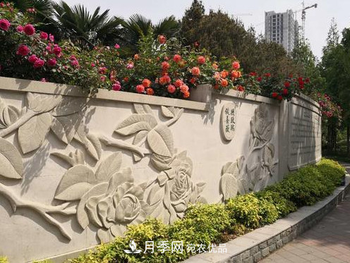 40萬(wàn)株月季繁花似錦，鄭州月季公園邀你來(lái)(圖7)