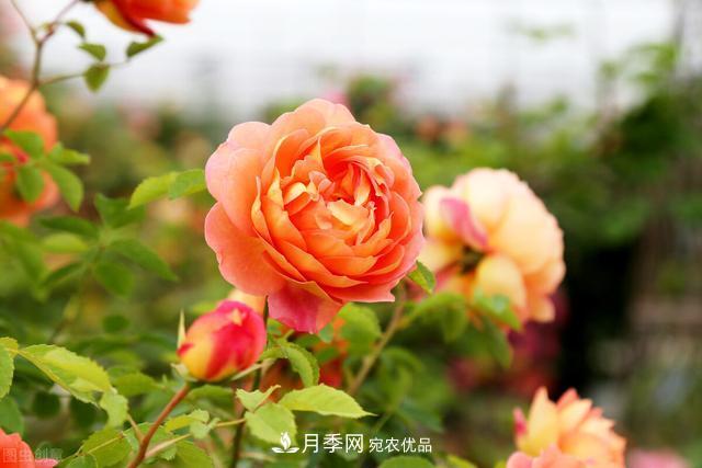 秋天月季不殺菌，會把病菌帶到家里，月季花友真實經(jīng)歷告訴你后果(圖1)