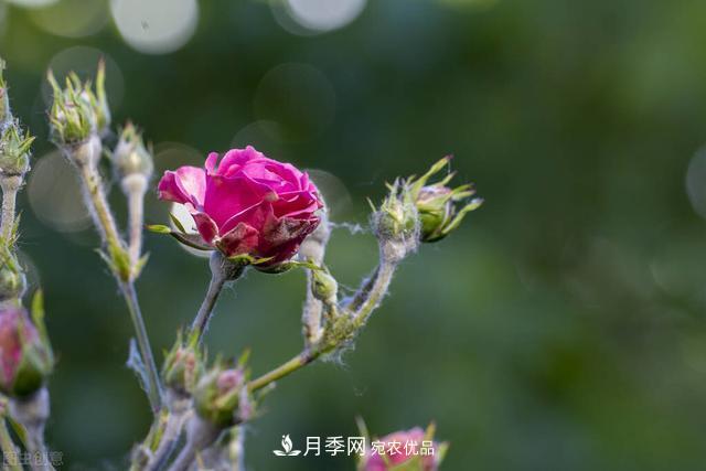 秋天月季不殺菌，會把病菌帶到家里，月季花友真實經(jīng)歷告訴你后果(圖2)