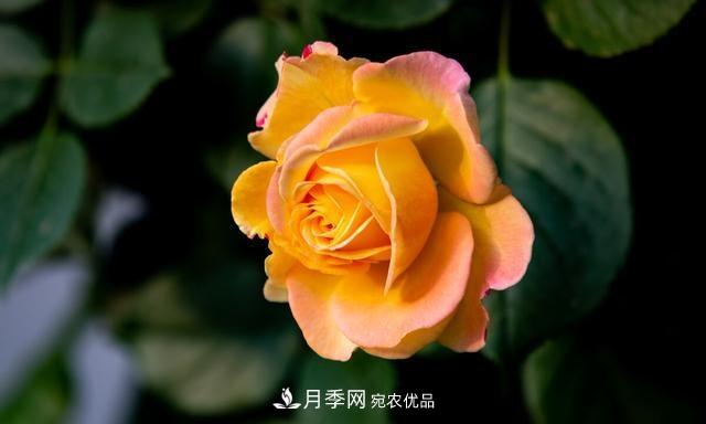 秋天月季不殺菌，會把病菌帶到家里，月季花友真實經(jīng)歷告訴你后果(圖5)