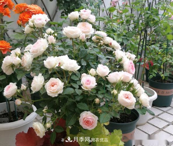 10個(gè)養(yǎng)月季行話，讀懂才能養(yǎng)好月季(圖1)
