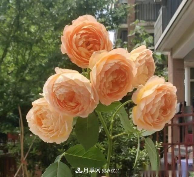 10個(gè)養(yǎng)月季行話，讀懂才能養(yǎng)好月季(圖8)