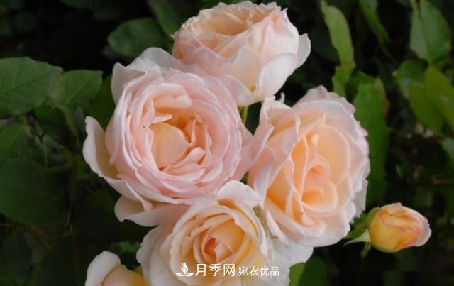 10個(gè)養(yǎng)月季行話，讀懂才能養(yǎng)好月季(圖10)