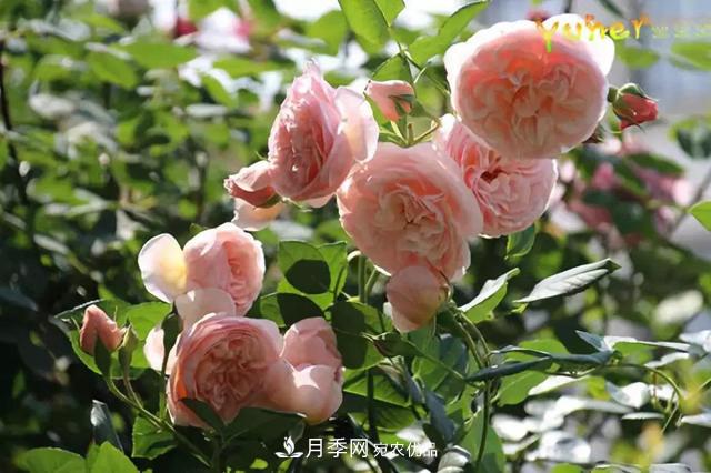 月季品種推薦，性價比超高，收藏起來**有用(圖7)