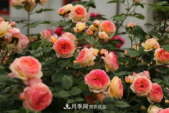 月季品種推薦，性價比超高，收藏起來**有用(圖1)