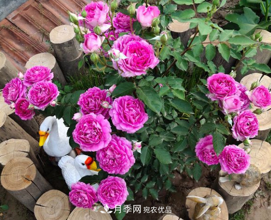 月季品種推薦，性價比超高，收藏起來**有用(圖5)