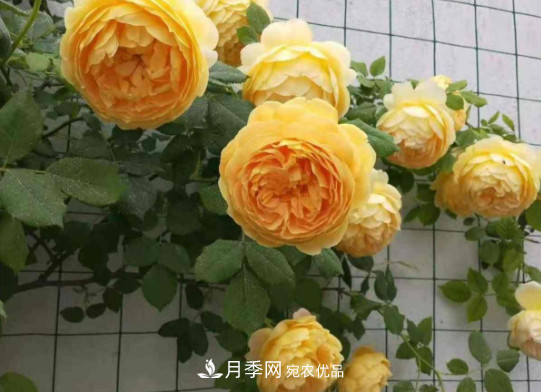 月季品種推薦，性價比超高，收藏起來**有用(圖6)
