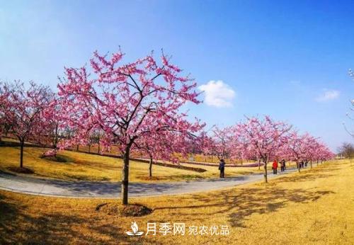 園林綠化常用觀花喬木，花開五彩、絢麗奪目，每種都很有特色(圖1)