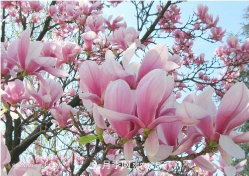 園林綠化常用觀花喬木，花開五彩、絢麗奪目，每種都很有特色(圖4)
