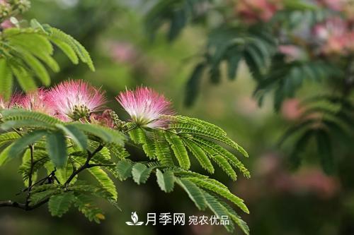 園林綠化常用觀花喬木，花開五彩、絢麗奪目，每種都很有特色(圖3)