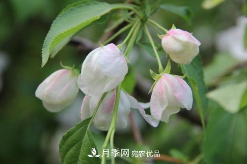 園林綠化常用觀花喬木，花開五彩、絢麗奪目，每種都很有特色(圖2)