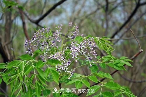 園林綠化常用觀花喬木，花開五彩、絢麗奪目，每種都很有特色(圖6)