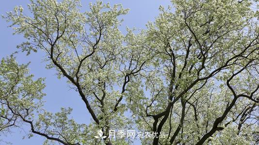 園林綠化常用觀花喬木，花開五彩、絢麗奪目，每種都很有特色(圖7)