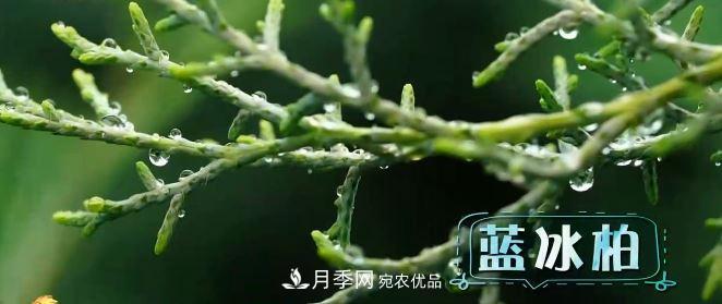 河南商丘男子種苗木，半年?duì)I業(yè)額達(dá)3000萬(wàn)(圖5)