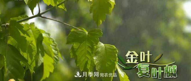 河南商丘男子種苗木，半年?duì)I業(yè)額達(dá)3000萬(wàn)(圖6)