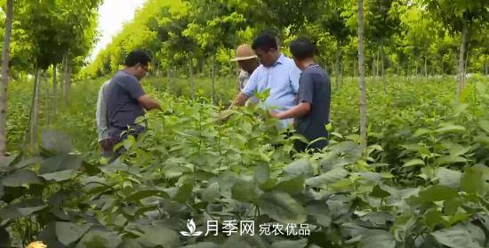 河南商丘男子種苗木，半年?duì)I業(yè)額達(dá)3000萬(wàn)(圖1)
