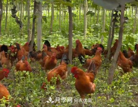 河南商丘男子種苗木，半年?duì)I業(yè)額達(dá)3000萬(wàn)(圖11)
