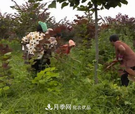 河南商丘男子種苗木，半年?duì)I業(yè)額達(dá)3000萬(wàn)(圖9)