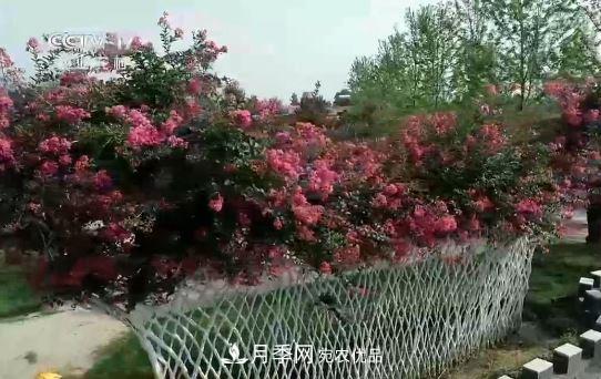 河南商丘男子種苗木，半年?duì)I業(yè)額達(dá)3000萬(wàn)(圖12)