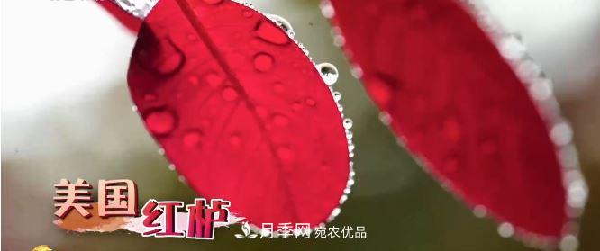 河南商丘男子種苗木，半年?duì)I業(yè)額達(dá)3000萬(wàn)(圖7)