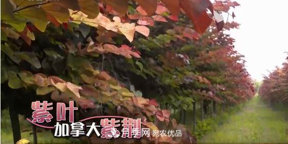 河南商丘男子種苗木，半年?duì)I業(yè)額達(dá)3000萬(wàn)(圖8)