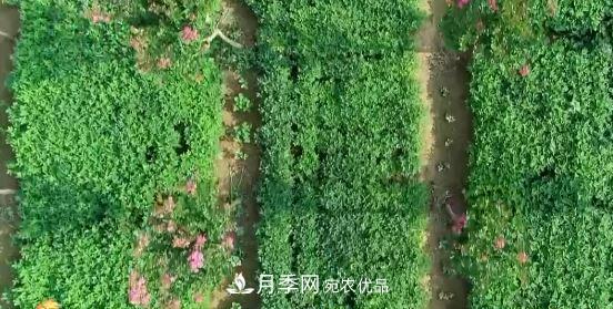 河南商丘男子種苗木，半年?duì)I業(yè)額達(dá)3000萬(wàn)(圖10)