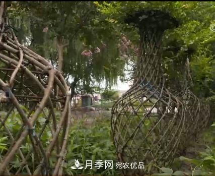 河南商丘男子種苗木，半年?duì)I業(yè)額達(dá)3000萬(wàn)(圖13)