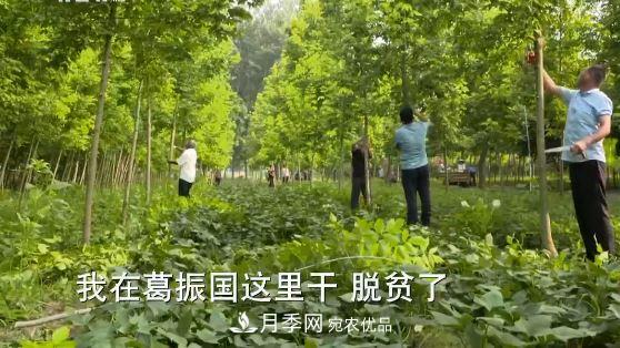 河南商丘男子種苗木，半年?duì)I業(yè)額達(dá)3000萬(wàn)(圖15)