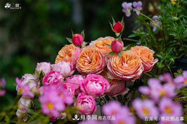 中國99%的月季都是盜版，到底我們?cè)摬辉撡I正版月季(圖1)