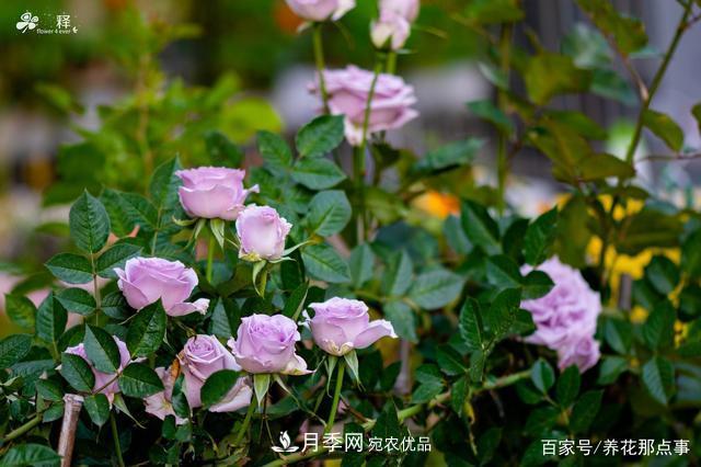 中國99%的月季都是盜版，到底我們?cè)摬辉撡I正版月季(圖2)