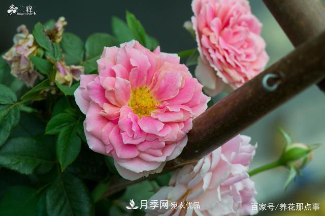 中國99%的月季都是盜版，到底我們?cè)摬辉撡I正版月季(圖3)