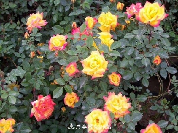 藤本月季蟲災(zāi)有哪些？怎么進(jìn)行防治？(圖1)