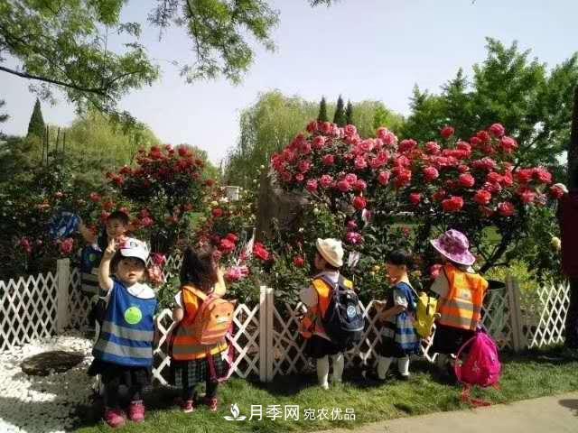 樹狀月季在園林景觀中的廣泛應用(圖3)