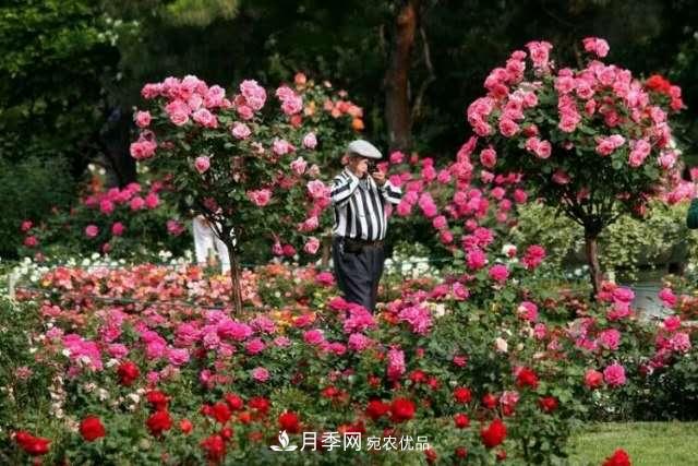 樹狀月季在園林景觀中的廣泛應用(圖1)
