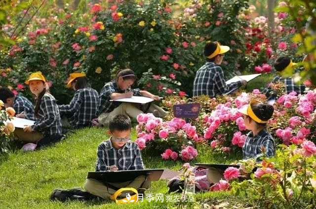 樹狀月季在園林景觀中的廣泛應用(圖4)